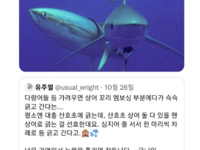 상어를 등긁개로 쓰는 물고기들