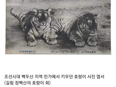 조선시대 민가에서 키우던 길냥이.jpg