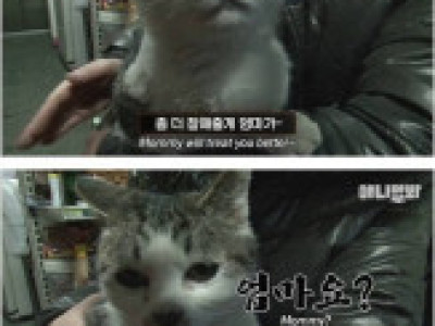 살이 정말 많이 찐 길냥이.jpg