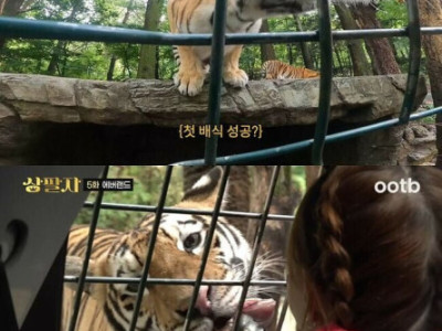 호랑이를 두번만 만질수 있는 이유.jpg