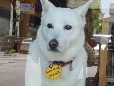 강아지 목에 저건 뭐지?