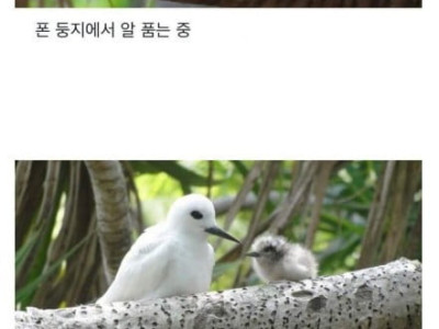 인생 편하게 사는 새