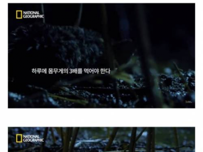 3시간만 굶으면 죽는 생물.jpg