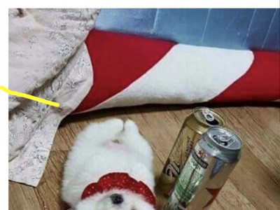 댕댕이 베개 ㅋㅋㅋ