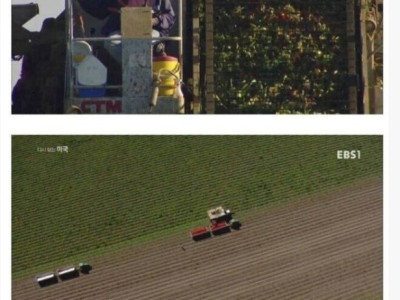 미국의 흔한 토마토 농장 크기.jpg
