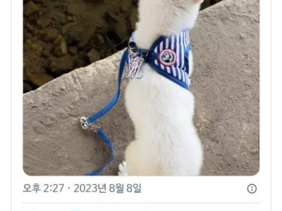 강아지 처음 키워봐서 모르는데....jpg