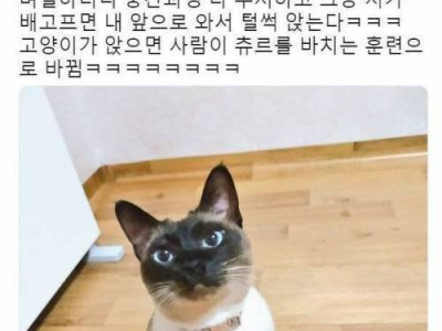 고양이 훈련 결과.jpg