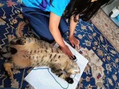 우리 아이가 고양이를 그리는 법.jpg