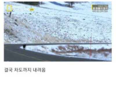 주말부부가 된 검은 늑대.jpg