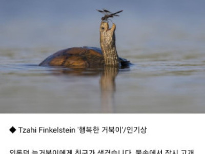 올해의 코미디 야생 동물 사진상 수상작.jpg