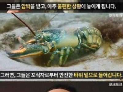 랍비가 전하는 랍스터의 비유.jpg
