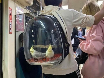 애완동물 인싸템