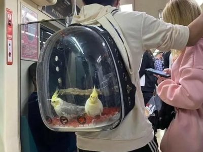 애완동물 인싸템.jpg