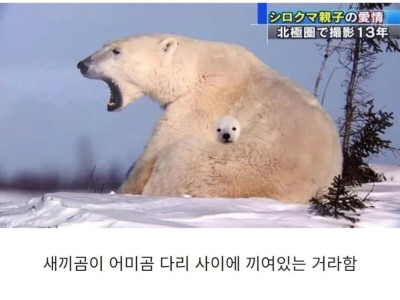 합성 같은데 합성이 아니라는 사진..JPG