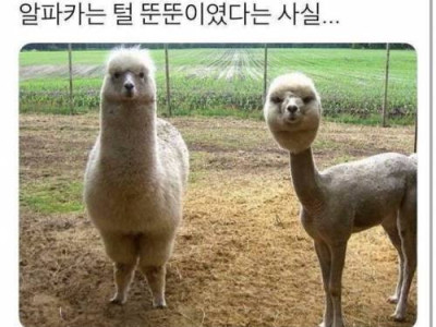 알파카 의외의 사실