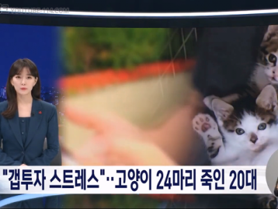 뉴스] 투자실패 스트레스 풀려고 고양이 24마리 죽여.jpg