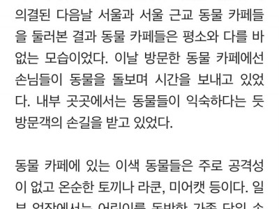 오는 14일부터 동물카페 '불법'…라쿤·미어캣, 학대·유기 우려[르포]