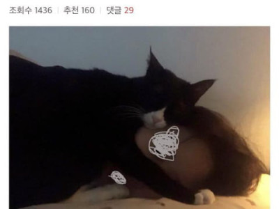 너네 냥이더 이렇게 자냐