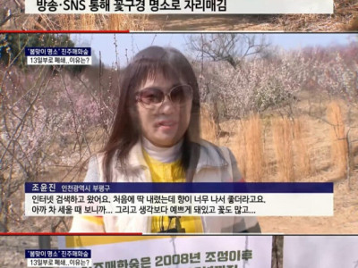 뉴스] 무료로 시민들에게 개방했던 진주 매화숲 근황.jpg