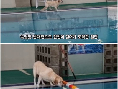 리트리버랑 6시간 놀아주고 나니까 생긴 일.jpg