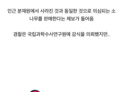 하룻밤새 사라진 3억짜리 소나무