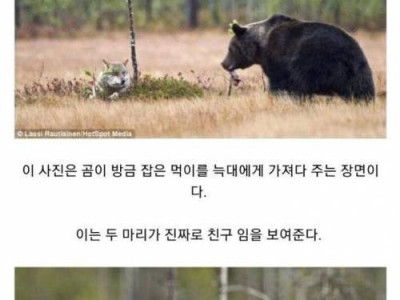 곰과 늑대의 동화같은우정