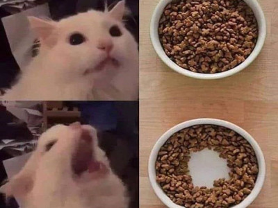 고양이 밥 먹을 때 특징