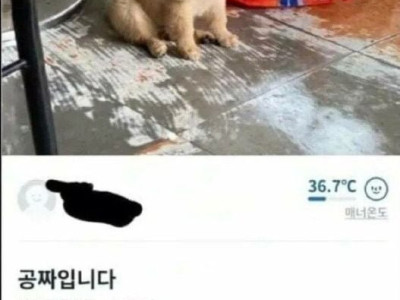 당근에 올라온 공짜 강아지