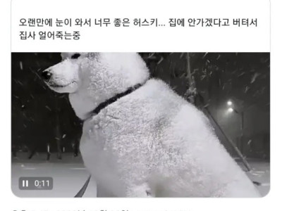 눈 오는 날 허스키 산책의 위험.jpg