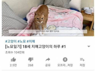 치매고양이 영상에 달린 추천 1100개짜리 댓글.jpg