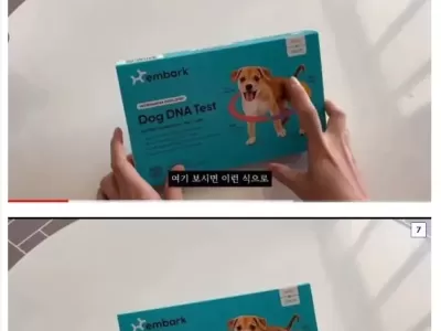 시골 똥강아지 DNA 품종검사 결과.jpg