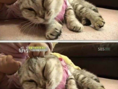 고전] 극한직업 고양이.jpg