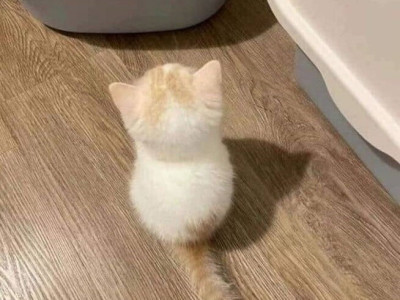 고랭이 떡