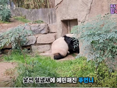 이번엔 에버랜드에 나타난 <판다맘>.jpg