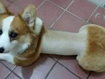 의외로 날씬한 댕댕이