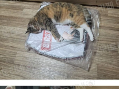 피자 위에서 자냥
