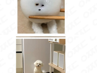 닮았어