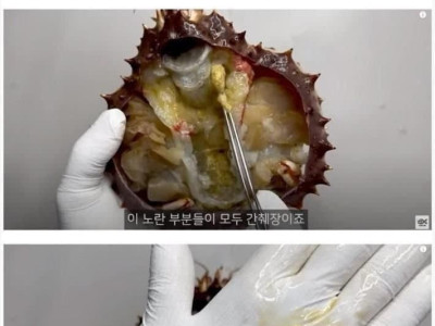 외국에서 킹크랩 내장 대게 내장을 안먹는 이유