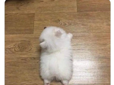 너네 강아지 많이 컸냐고 물어보니까.jpg