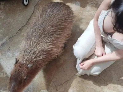 카피바라의 실제 크기
