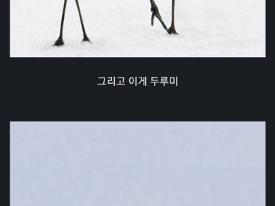 학과 두루미를 구분하기 어려운 이유.jpg