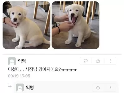 미쳤다 싸장님 강아지예요?.jpg