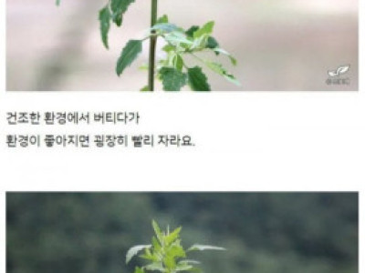 잡초를 직접 심어서 키워본 사람 ㄷ..JPG