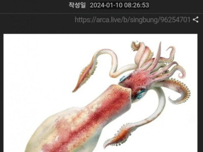 못생긴것을 오징어에 비유하는 이유