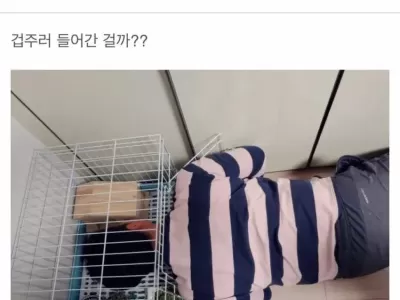 기니피그가 싫다고 하던 신랑