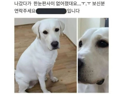 실종된 멍멍이가 있던 장소.jpg