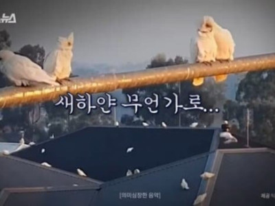 한국에 비둘기가 있다면 호주에는 코카투 앵무새가 있다 ..JPG