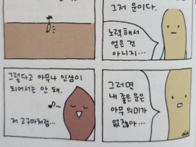 인삼 밭에서 자란 행복한 고구마
