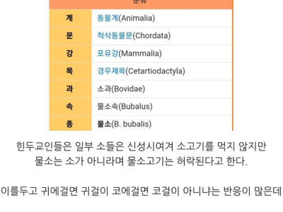 알고보니 과학적이었던 힌두교의 소와 물소의 구분.jpg