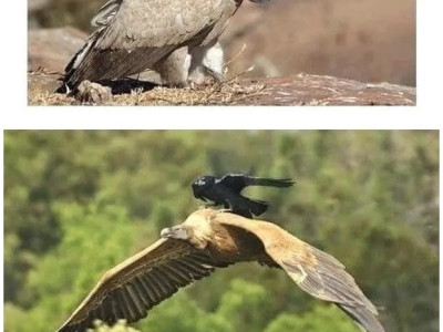 고전] 머리 믿고 깐죽대는 까마귀 라이프 스타일.jpg